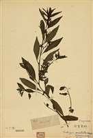 藏品(水丁香)的圖片